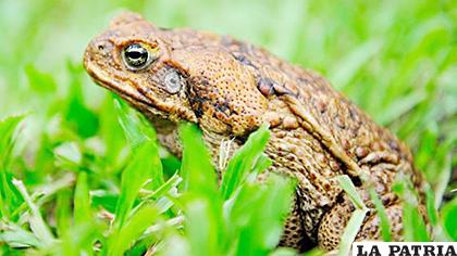 El veneno de los sapos de caña ha puesto al borde de la extinción a varias especies depredadoras /Getty Images