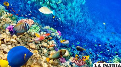 Más de 60% de los arrecifes del mundo se encuentran en peligro