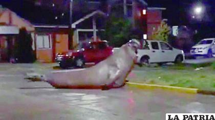 Elefante marino captado en la zona residencial de Puerto Cisnes