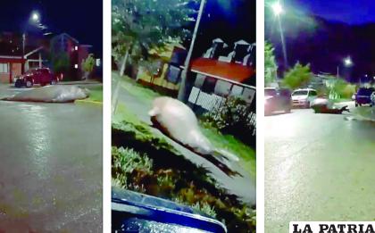 El animal marino fue guiado por algunas calles, para que pueda llegar al mar sano y salvo