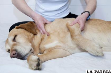 Muchas personas optan por esterilizadas a sus mascotas