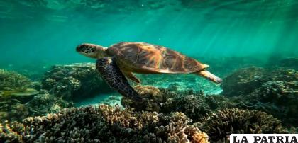 Los corales forman estructuras importantes para los animales acuáticos  