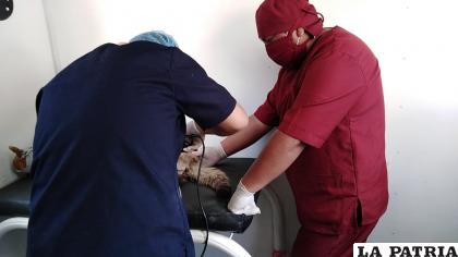 El personal de Zoonosis cuenta con un quirófano moderno para las operaciones  / LA PATRIA