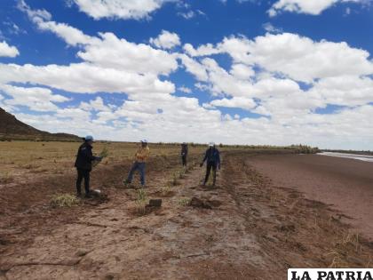 Plantación de especies nativas en el extenso del Río Desaguadero en jurisdicción de Oruro /Gad-Oru