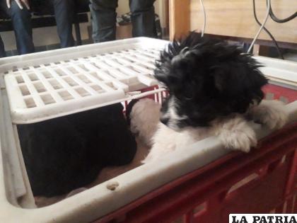 Lo cachorros fueron llevados en primera instancia a instalaciones de Pofoma /LA PATRIA