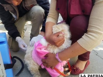 En noviembre se pretende vacunar a más de 90 canes en la ciudad de Oruro /archivo LA PATRIA