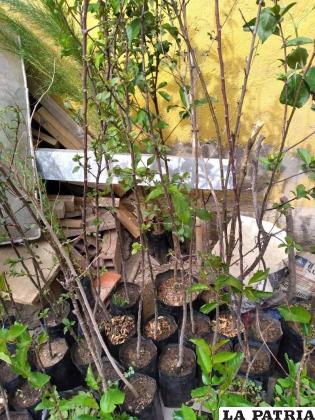 Plantines de árboles frutales /Fruticultores