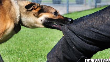 Pofoma derivó 53 casos de mordeduras de perro a la justicia /Referencial