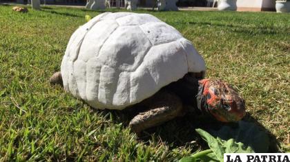 La tortuga Fred con el caparazón construido en 3D /EL TIERRERO