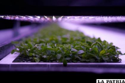 La producción de alimentos es controlada /EL TIERRERO