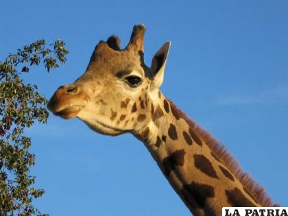 La jirafa es un animal herbívoro /OASYS
