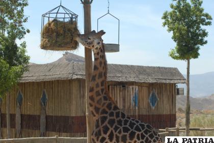 Esta especie llega a medir hasta cinco metros /OASYS