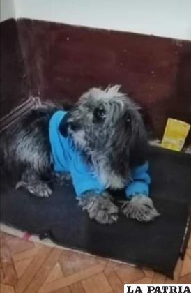 Cachito cuando llegó a su nuevo hogar luego de sufrir mucho tiempo en la calle /LA PATRIA