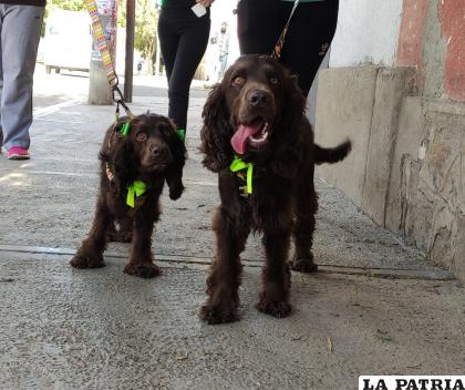 Las mascotas recibieron sus listones /LA PATRIA
