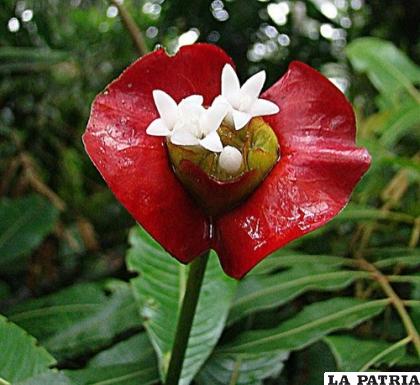 La flor de beso es llamativa en la naturaleza /NUESTRO CLIMA