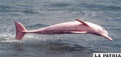 El delfín rosado es un animalito hermoso de la Amazonía /el economista