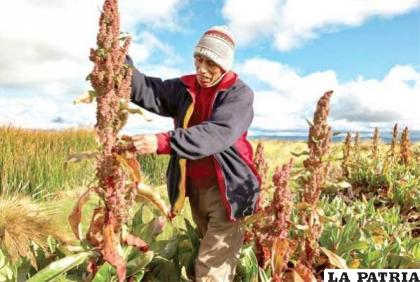 Oruro, es uno de los principales productores de quinua /LA PATRIA /ARCHIVO