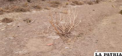 Oruro se declaró en desastre ante la falta de agua en varios municipios rurales / LA PATRIA
