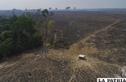Tierras que fueron taladas y quemadas recientemente por ganaderos cerca de Novo Progresso, en el estado de Pará, en Brasil /AP Foto /Andre Penner, File
