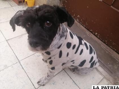 Vaquita era muy feliz, pero su dueña falleció /LA PATRIA