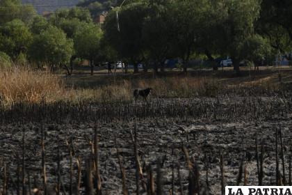 Este desastre ambiental arrasó con totorales y pastizales; además, ahuyentó a animales silvestres /APG