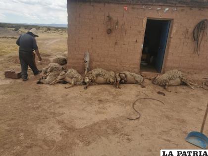 En las recientes dos semanas mataron al menos 20 ovejas /GAMT
