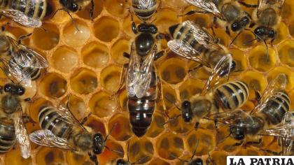 La abeja reina es mucho más grandes y vive más que las obreras / National Geographic