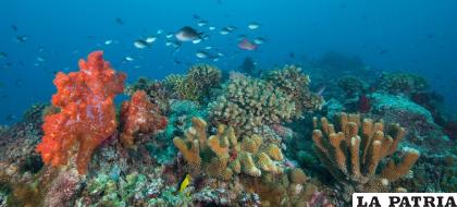 En el mar afectan los ruidos producidos por el hombre / Image Bank Jayne Jenk