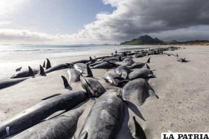 Un grupo de calderones encallados en la arena en Tupuangi Beach, en las Islas Chatham, Nueva Zelanda / Tamzin Henderson via AP