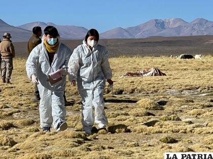 Fue encontrado sin vida en la zona de bofedales / Rodrigo Martínez 
