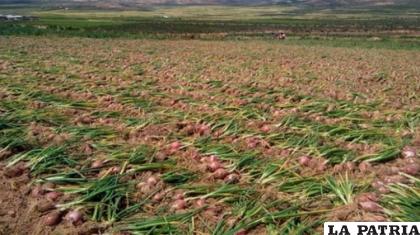 Temen afectación en sus sembradíos si el clima y temperaturas no mejoran /CIPCA /REFERENCIAL