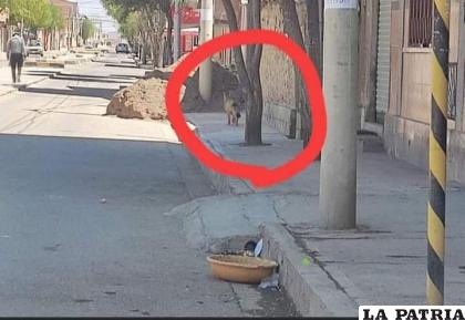 Zorro ??Capo? huyó del Zoológico por el estrés provocado por bandas estudiantiles /RR.SS.