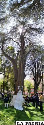 En centenario árbol está en la plaza Manuel de Castro y Padilla /LA PATRIA 
