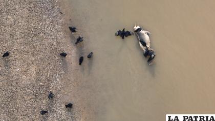 Uno de los delfines fluviales amenazados que aparecieron muertos en el río Tefé, en la Amazonía /EFE