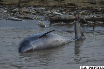 Hallaron 120 delfines sin vida e investigan las causas /EFE