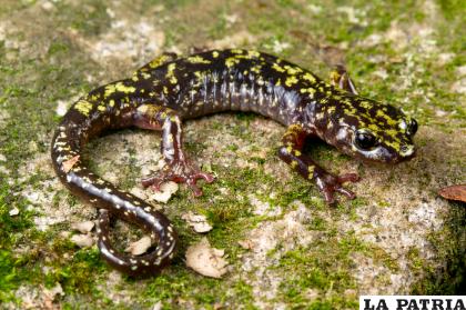 Salamandra verde de Hickory Nut Gorge, Estados Unidos, en peligro crítico de extinción /Todd W. Pierson

