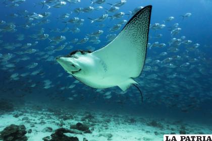 Raya águila manchada nadando cerca del fondo del océano cerca de la Isla Darwin, en las Islas Galápagos / Daniel Versteeg