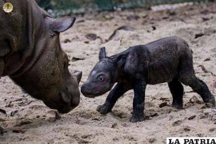 Indonesia celebra el nacimiento de una nueva cría del amenazado rinoceronte de Sumatra /EFE/Way Kambas