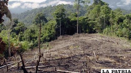 Al año, se deforestan gran cantidad de árboles en Bolivia /ANF
