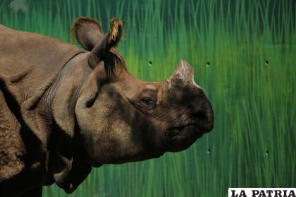 Fotografía de uno de los dos rinocerontes de la india / EFE/ Francisco Guasco
