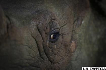 Ambos rinocerontes están en el zoológico de la ciudad mexicana de Guadalajara / EFE/ Francisco Guasco
