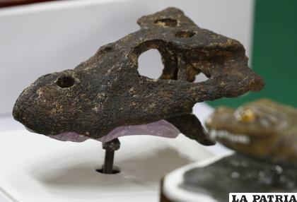 Nueva especie de aligátor extinta que vivió en el Pleistoceno / EFE / EPA / Narong Sangnak

