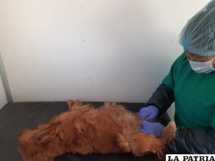 Promueven la importancia de la esterilización para evitar la sobrepoblación canina /CEMZOOR
