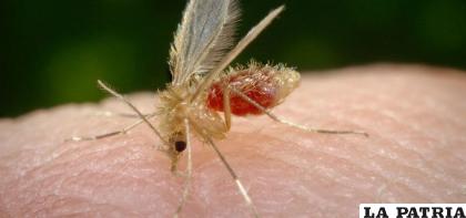 Mosquito transmisor de leishmaniasis /IS GLOBAL
