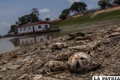 Fotografía de peces muertos por la fuerte sequía que azota la cuenca del Amazonas, en Manaquiri, Amazonas, Brasil /EFE /Raphael Alves