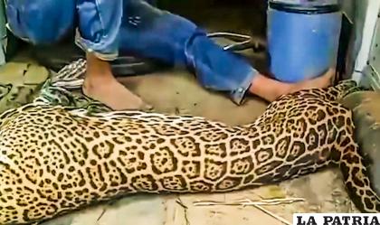 El sindicado disparó contra el jaguar en peligro de extinción /Fiscalía