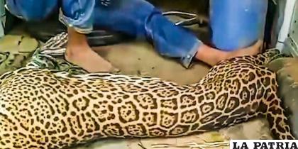 El implicado fue enviado a prisión por matar a un jaguar en peligro de extinción 
/Fiscalía
