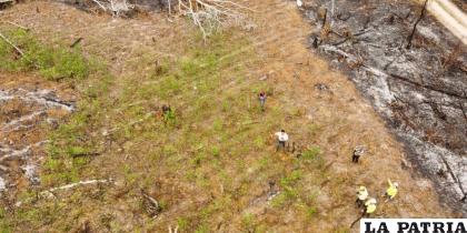 Las plantaciones de hoja de coca fueron evidenciadas por guardaparques 
/Ministerio de Gobierno