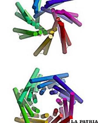 Representación del cambio en los poros en un canal mecanosensitivo cerrado y abierto en la bacteria E. coli. Imagen cortesía Washington University St. Louis