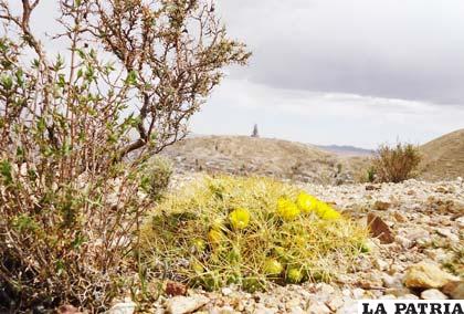 Cactus y vegetación propia del altiplano